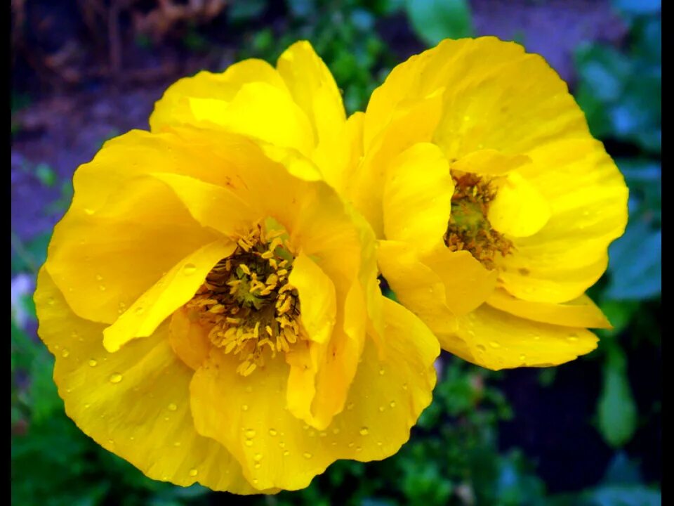 Yellow poppy seeds 100 for € 3 on  Poppies, Wild flowers, Plants