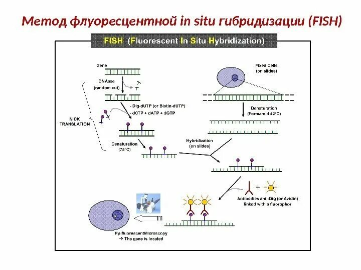 Флуоресцентная гибридизация in situ Fish. Флуоресцентная гибридизация in situ Fish возможности и ограничения. Метод флуоресцентной гибридизации in situ. Метод гибридизации in situ.