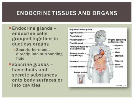 Body function