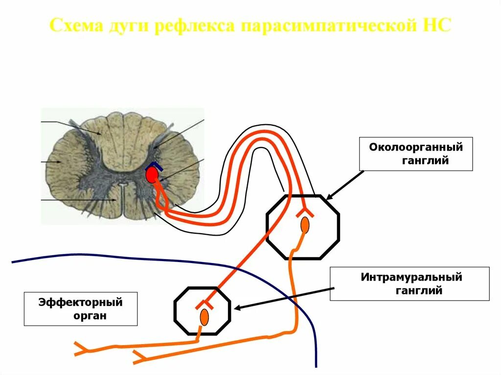 Дуги вегетативной нервной системы. Схема рефлекса симпатической нервной системы. Симпатическая и парасимпатическая рефлекторная дуга схема. Схема рефлекса парасимпатической нервной системы. Схема рефлекторной дуги гистология.