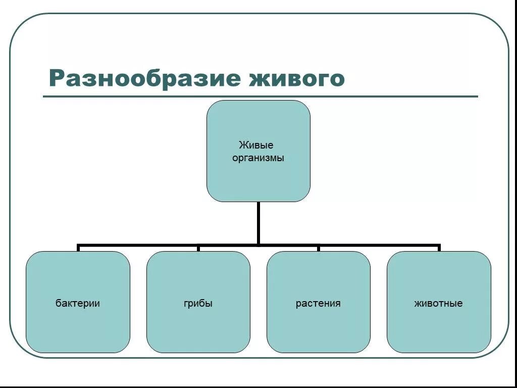 Разнообразие организмов. Многообразие живых организмов на земле. Многообразие видов живых организмов. Схема многообразие живого.