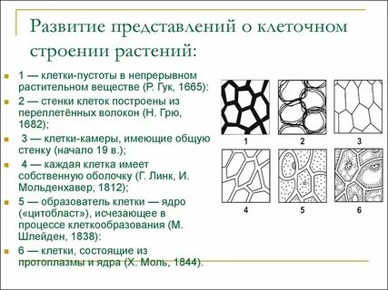 Развитие клетки характеризуется увеличением количества клеток