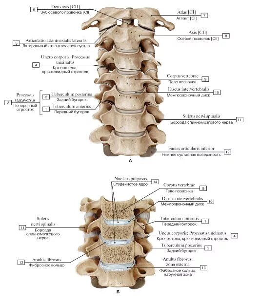 Шейный отдел позвоночника соединение костей. Позвоночный столб соединения позвонков. Межпозвонковый сустав шейного отдела позвоночного столба. Суставы в шейном отделе позвоночника анатомия.