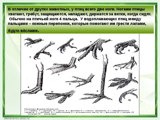 Как называются ноги у птиц. Чем птицы отличаются от других животных. Отличие птиц от других животных. Признаки которые отличают птиц от животных. Чем покрыты конечности птицы