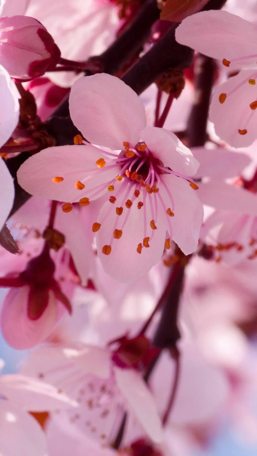 Черри блоссом. Черри блоссом цветок. Цветущая вишня. Цветы Сакуры. Фото весны красивые на заставку телефона