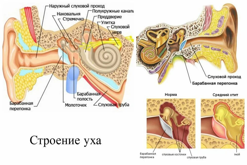 Шум среднего уха. Строение наружного уха барабанная перепонка. Строение уха и средний отит. Барабанная перепонка строение уха человека. Строение уха человека отит.