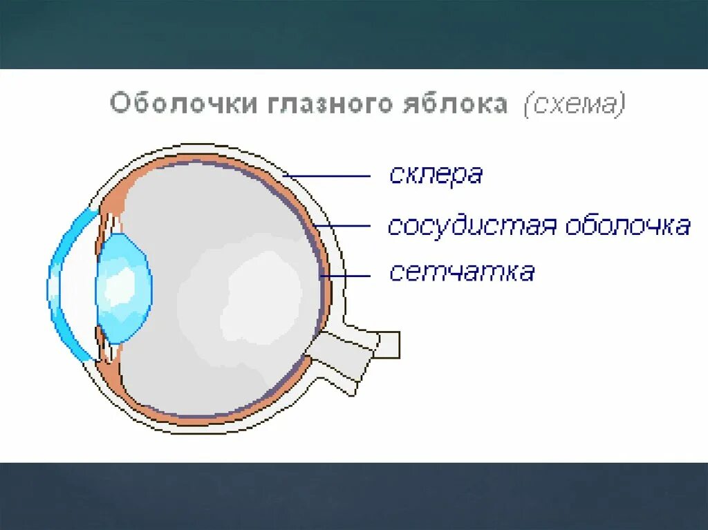 Оболочки глазного яблока анатомия. Оболочки глазного яблока схема. Строение оболочек глазного яблока. Оболочки глазного яблока белочная сосудистая.