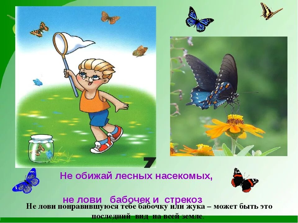Ловить перевод. Нельзя ловить бабочек. нельзя ловить бабочек и стрекоз. правила поведения в природе не ловить бабочек. нельзя обижать насекомых.