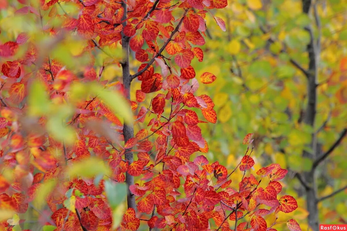Осина красная. Осина дерево красная. Осина осенью. Красный лист осины. Осинка листья осенью