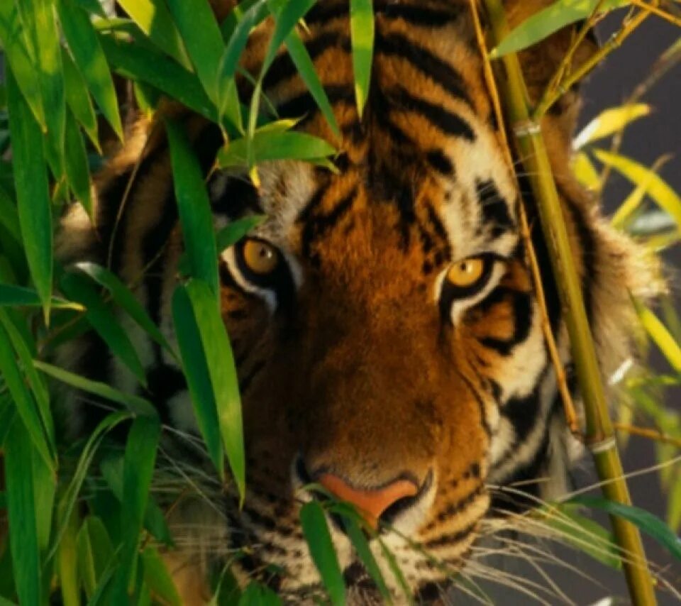 Tiger grass color
