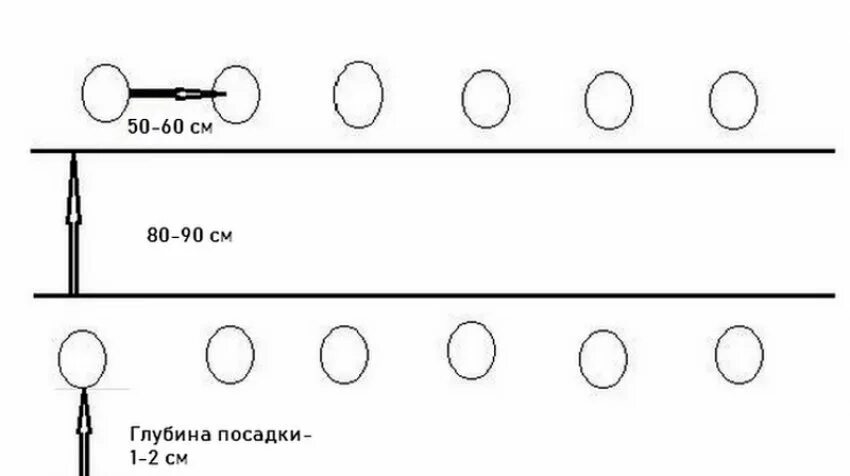 Посадка огурцов расстояние между рядами. Огурцы схема посадки в открытый грунт семенами. Схема посева огурцов в теплице. Схема посадки огурцов в закрытом грунте. Посадка огурцов в теплице расстояние между растениями.