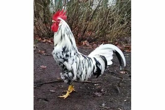инкубационное яйцо - Домашние и сельскохозяйственные животные: купить недорого в