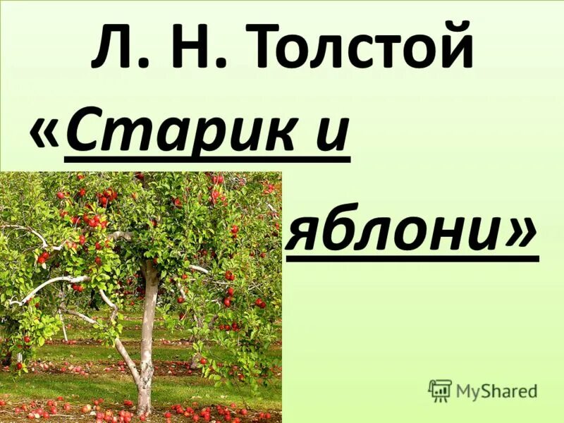 Басня старик и яблоня толстой. Яблоня л.н толстой. Старик и яблони л.н Толстого. Лев толстой старик сажал яблони. Л Н толстой старик и яблони.