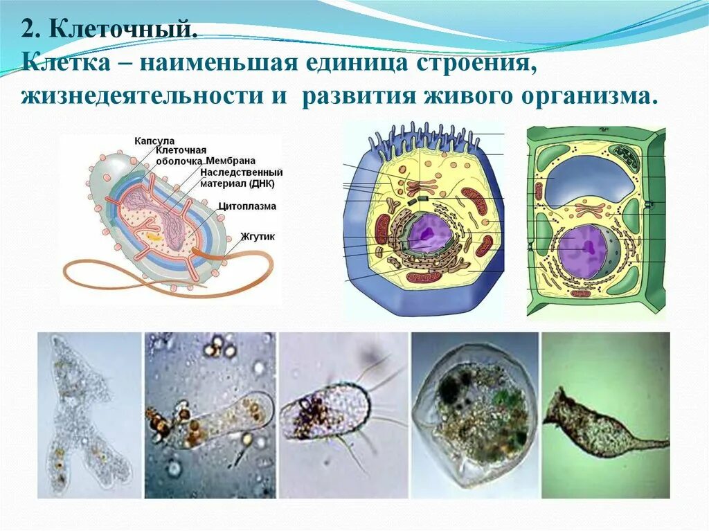 Основная единица живого. Клетка единица строения и жизнедеятельности. Клетка живого организма. Строение живых организмов. Строение и жизнедеятельность клетки.