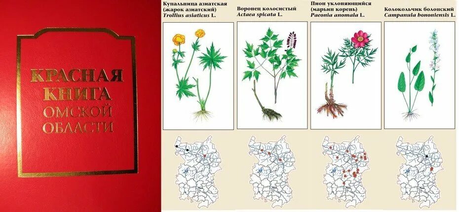 Редкие растения Омской области занесенные в красную. Растения и животные Омской области занесенные в красную книгу. Растения занесенные в красную книгу рисунки. Растения красной книги рисунки. Растения красной книги для детей