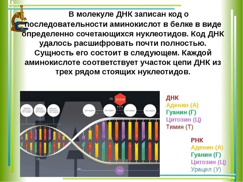 Днк 03.04 2024. Аминокислотная последовательность ДНК. Аминокислоты ДНК. Последовательность аминокислот в ДНК. Триплет в молекуле ДНК.