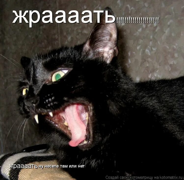 ну неси давай. ну неси давай. ну неси давай. кот и собака демотиватор. пятачок ружье неси ружье.