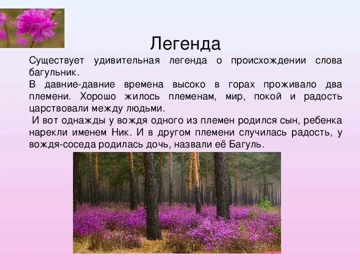 Как пишется зацвела. Багульник. Легенда о багульнике. Багульник описание растения. Багульник в Забайкалье.