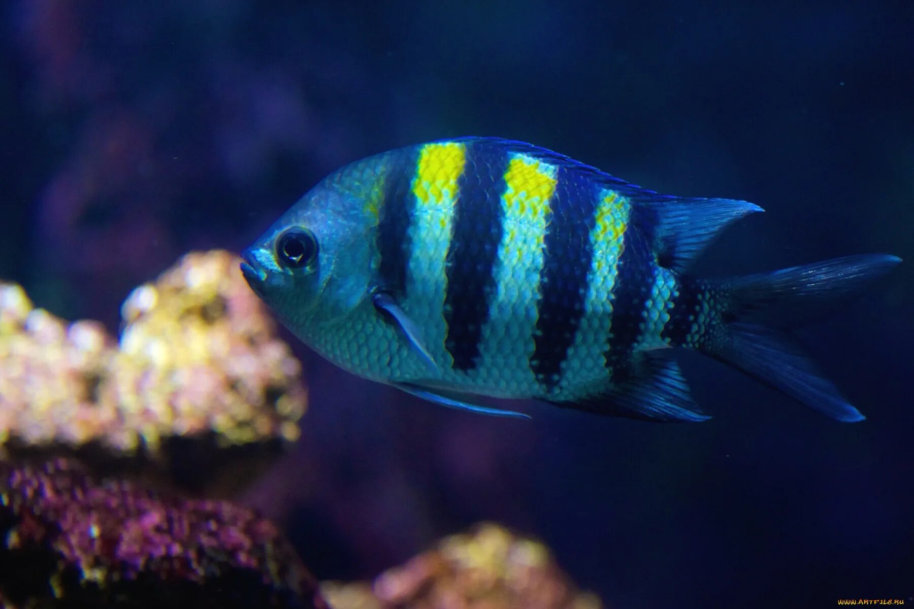 Schooling Bannerfish (Heniochus diphreutes), Indo-Pacific