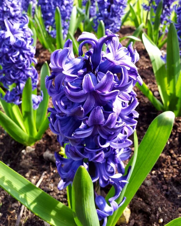 Гиацинт Остара. Гиацинт Восточный (гибриды) Hyacinthus orientalis. Гиацинт садовый Остара. Гиацинд