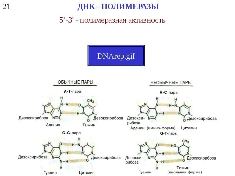 Соединения днк и рнк. ДНК РНК белок схема. Схема взаимосвязи между процессами ДНК ИРНК белок. Связь между ДНК И белком. Связь между ДНК РНК И белком.