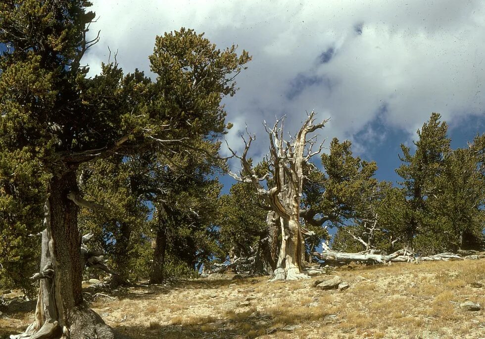 Долгожитель из хвойных. Бристлеконские сосны. Pinus aristata. Бристлеконская сосна. Старая сосна.