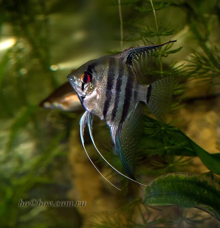 Мраморная скалярия самец. Скалярия самец. Самка скалярии. Скалярия золотой мрамор. Как отличить самку скалярии фото.