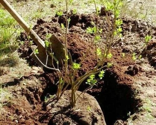 Сирень посадка грунт. Сирень корни поросль. Пересадка саженцев сирени весной. Посадка сирени осенью в открытый грунт. Посадка сирени в открытый грунт.