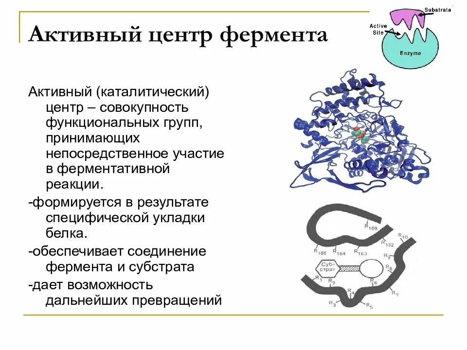 Ферменты формируются. Функциональные группы активного центра ферментов. Над в активном центре фермента. Структура активного центра фермента. Активный центр фермента формируется.