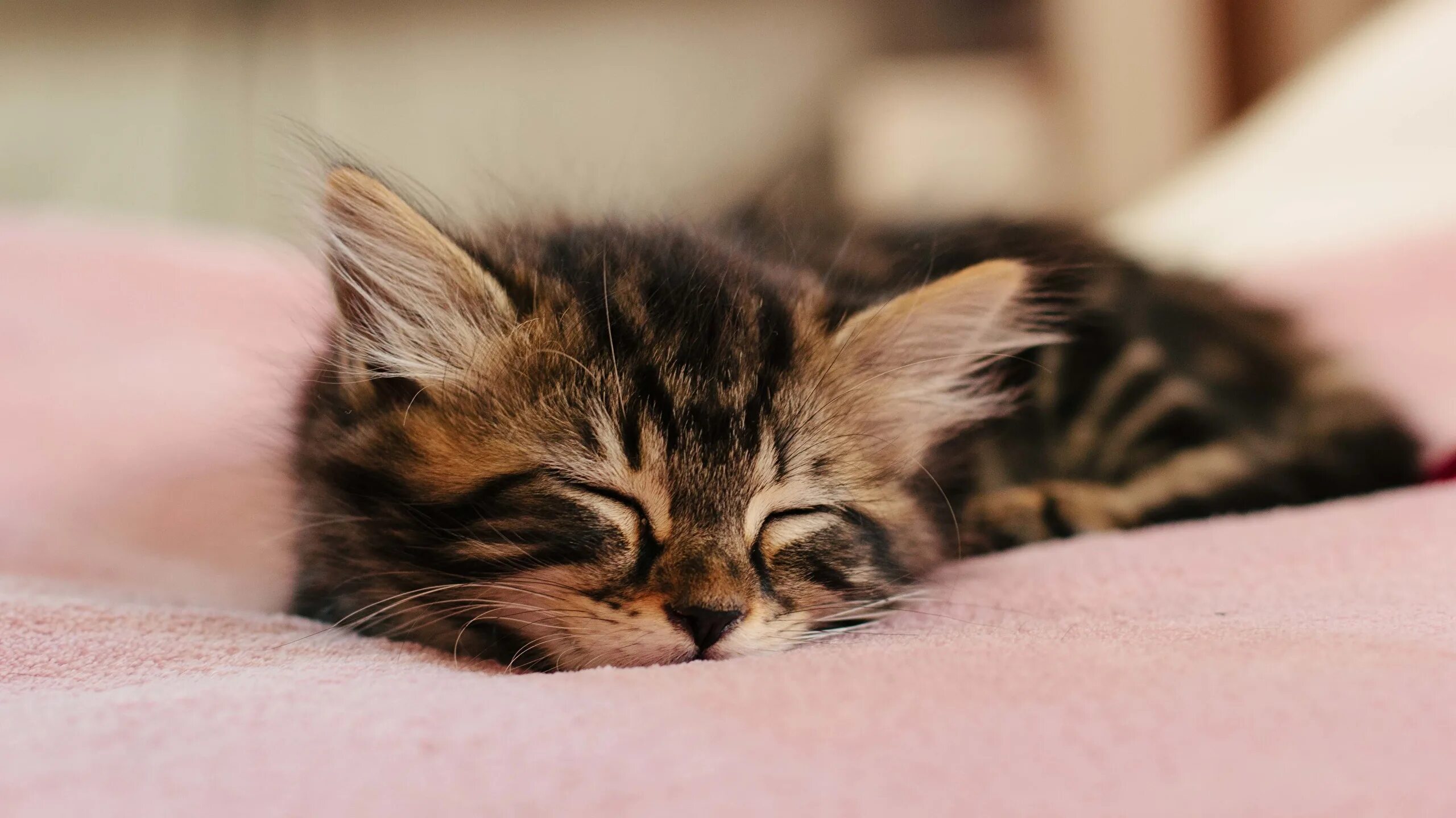 милые спящие котята. хорошо выспаться и отдохнуть. милые спящие котята. котенок спит. к чему снятся котята.