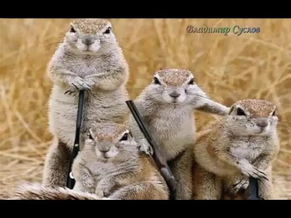 Суслик агроном. Каждый суслик в поле агроном. Суслик эверсмана. Смешные звери. Каждый суслик в поле агроном.