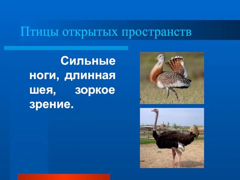 Птицы открытых пространств представители. Птицы открытых пространств. Особенности строения птиц открытых пространств. Птицы открытых пространств суши. Птицы открытых водных пространств.