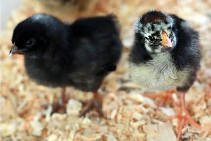 french black copper marans - Where the Sidewalk Ends Raising backyard chickens, 