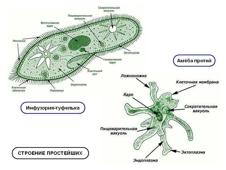 Особенности строения одноклеточных
