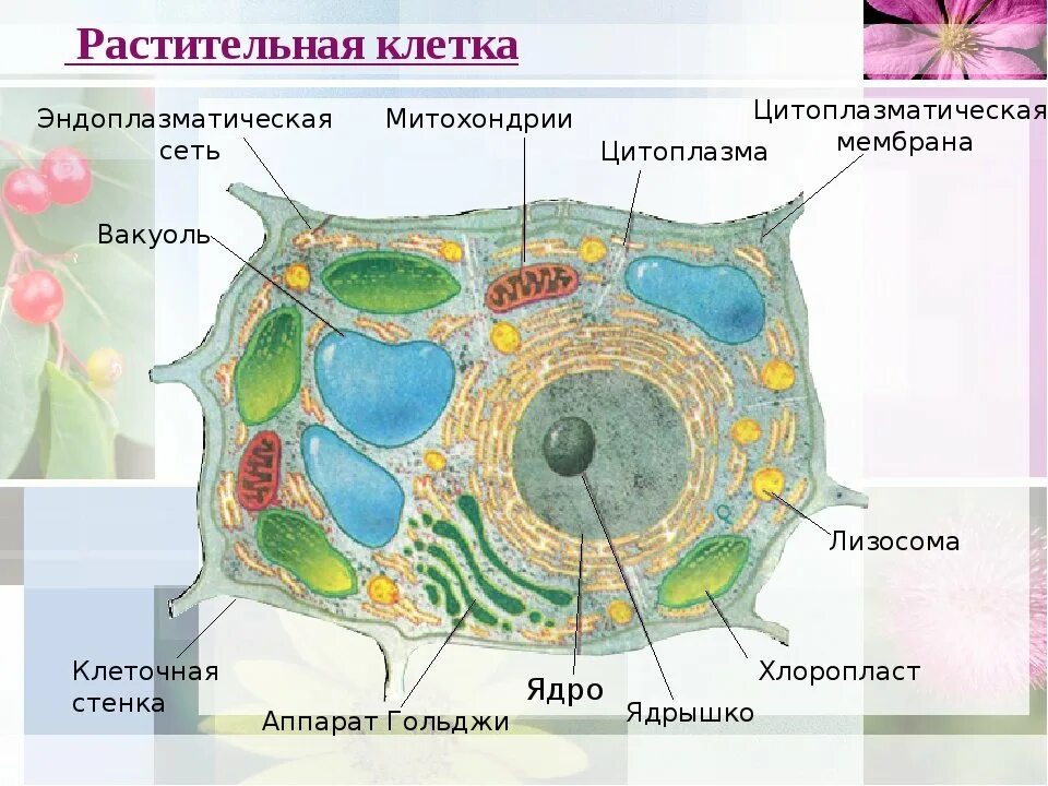 Клеточная перетяжка у каких клеток. Рисунок растительной клетки 5 класс биология. Строение растительной клетки 9 класс биология. Клетка по биологии 5 класс растительная клетка. Нарисовать строение растительной клетки.