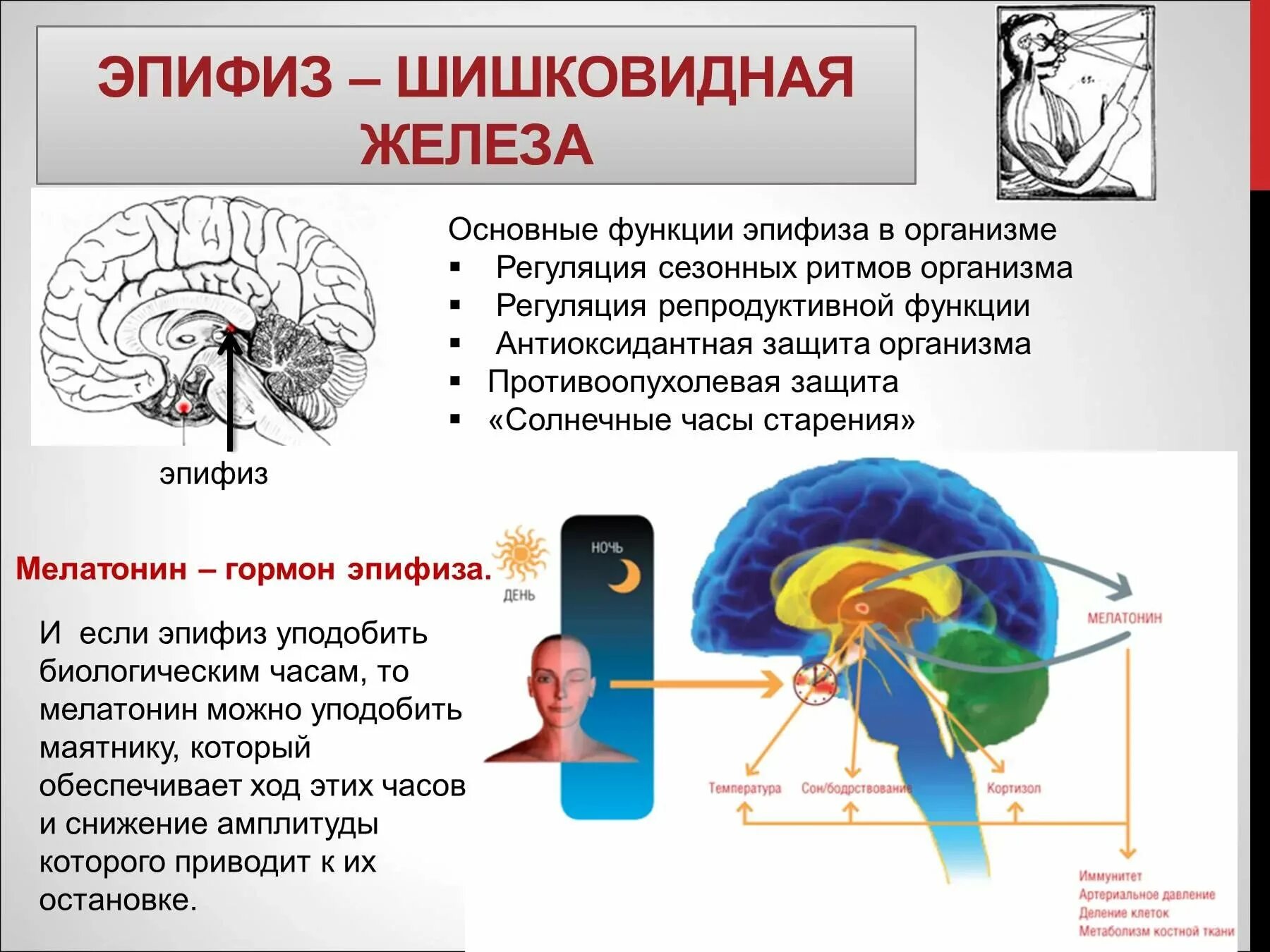 Пинеальная железа это. Эпифиз или шишковидная железа. Функция эпифиза в головном мозге. Шишковидное тело в головном мозге. Эпифиз гормоны и функции.