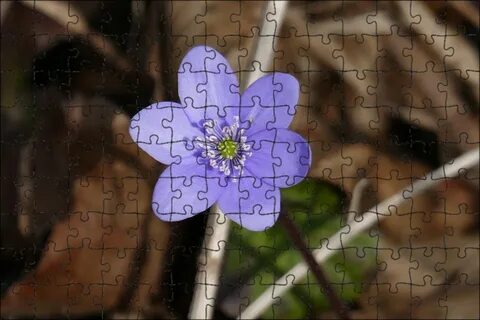 A small flower