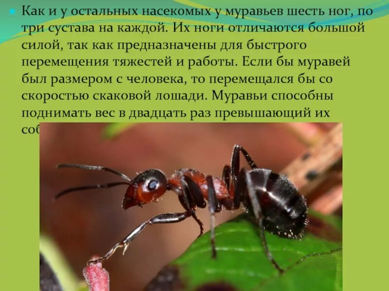 Окружающий мир 2 класс про насекомых. Сообщение о муравьях 2 класс. муравей окружающий мир. рассказ про муравья. доклад про муравьев.