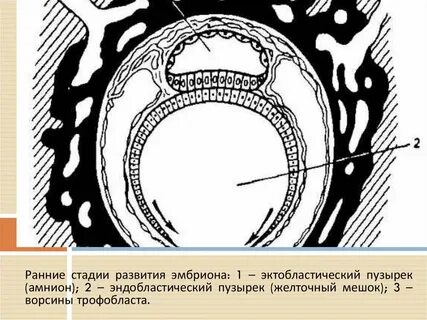 Амниотическая оболочка зародыша