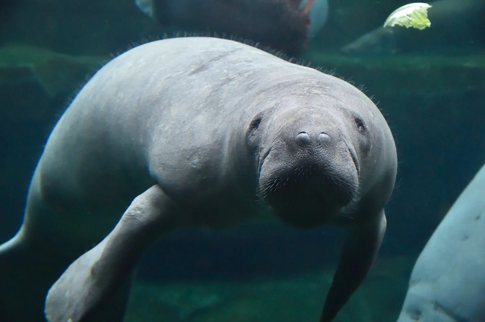 Корова стеллера командорские острова. Стеллерова морская корова. Стеллерова корова (морское млекопитающее). Ламантины ластоногие. Морское млекопитающее в форме весла.