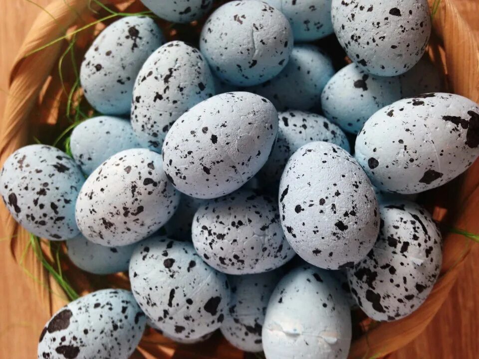 Крашеные перепелиные яйца. Крашеные перепелиные яйца на Пасху. Голубые перепелиные яйца.