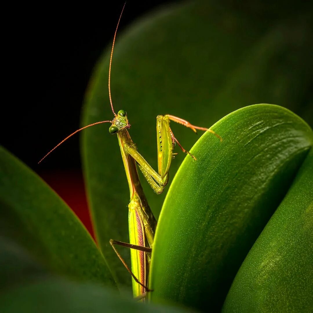 Богомол обыкновенный (Mantis religiosa). Богомол Mantis religiosa самка. Мадагаскарский богомол. Земляной богомол.