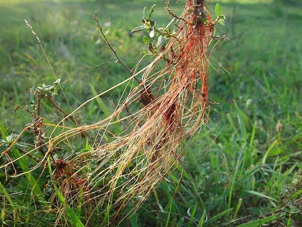 Повилика тимьяновая. Повилика Клеверная. Повилика (Cuscuta). Повилика европейская.