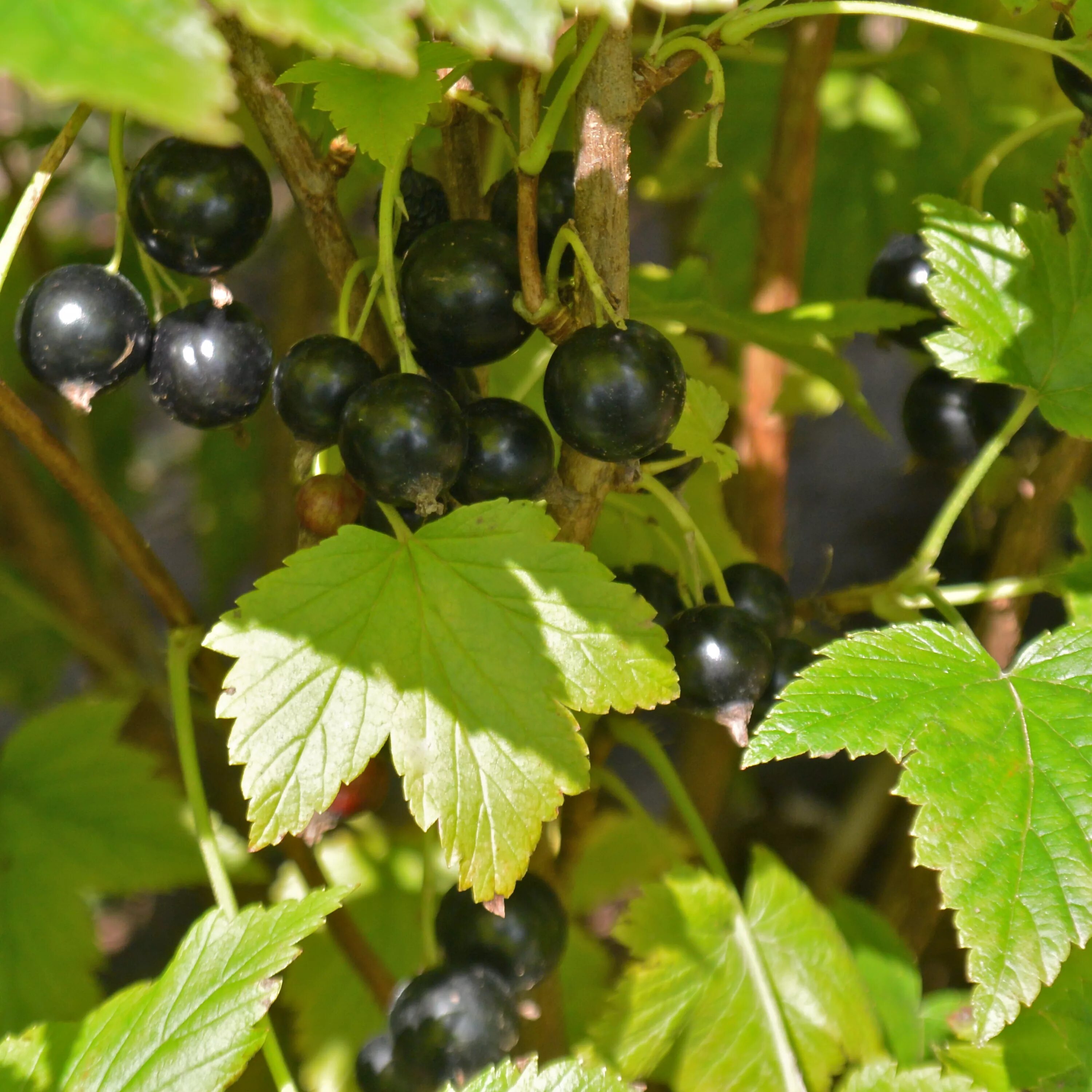 Смородина шукшинская черная. Какие сорта смородины. Какие сорта смородины. Какие сорта смородины. Смородина черная крупноплодная сладкая.