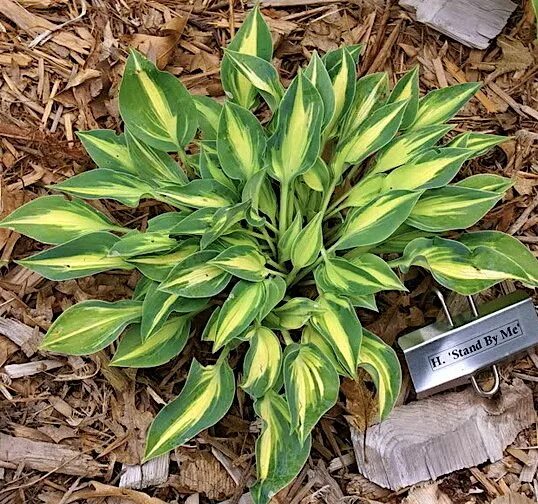 хоста стенд бай. хоста hosta remember me. хоста remember me. хоста ремемба ми сорта. хоста стенд бай.