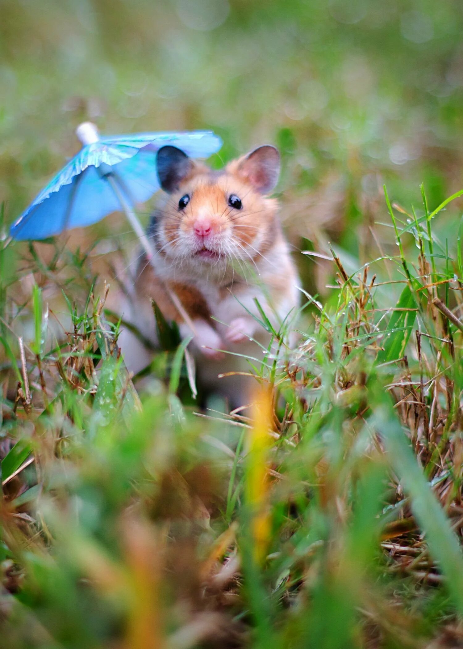 Мышка гуляет. Мышки на прогулке. Мышонок. Мышка гуляет. Мышка гуляет.