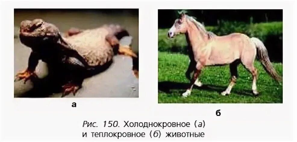 Почему млекопитающие теплокровные животные. Теплокровные млекопитающие. теплокровные теплокровные животные. теплокровные животные это 7 класс биология. к теплокровным животным относят.