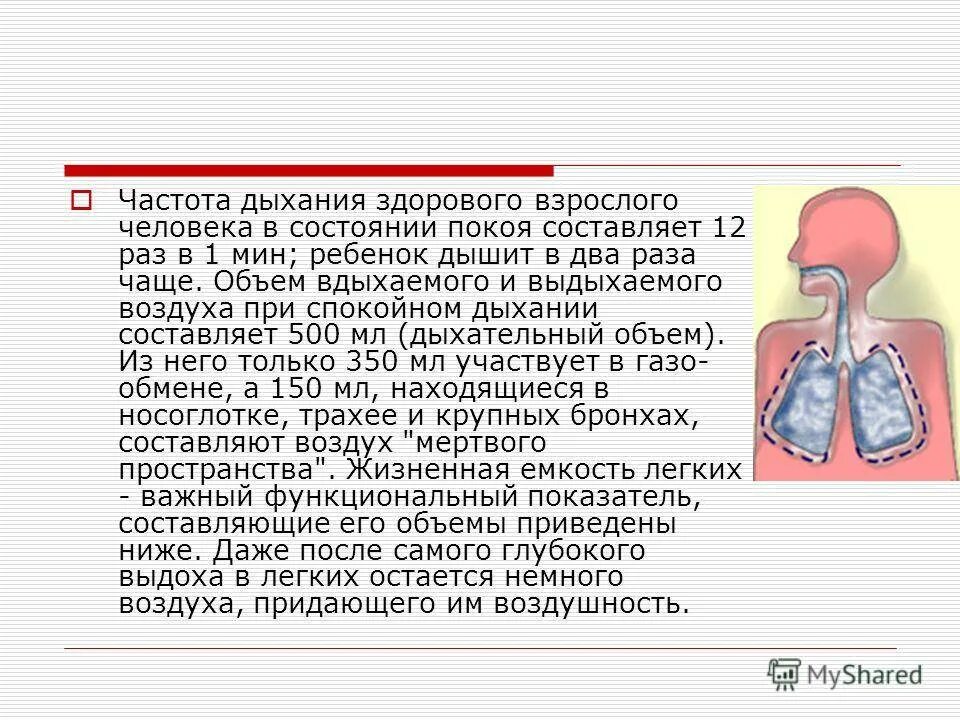 Как дышит человек. Сколько выдыхает человек воздуха. Частота дыхания у взрослого человека. Человек в спокойном состоянии вдыхает и выдыхает.