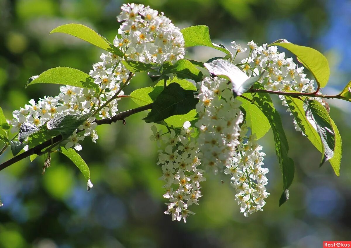 Цветет черемуха, цветет душистая. Цветение черёмухи. Расцвела какая черемуха. Цветущая черемуха. Цветущая черемуха в иркутске.