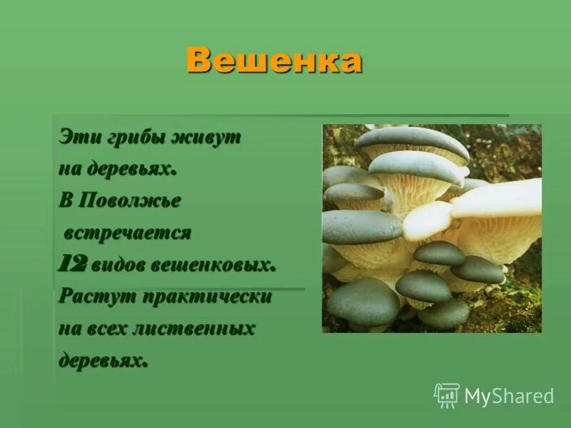 методы исследования грибов. исследовательская работа грибы. грибы изучение. грибы не растения. исследовательская работа грибы.